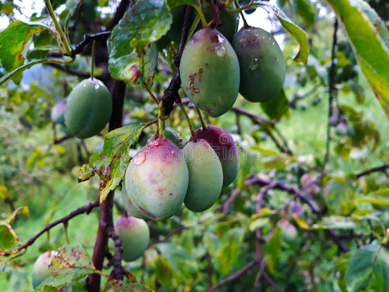 The plum fruit on the branch with the leaves on the tree, just beginning to get blue royalty free stock images