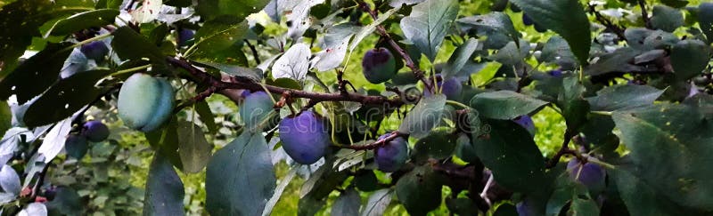 The plum fruit on the branch with the leaves on the tree, just beginning to get blue, almost ripe royalty free stock photography