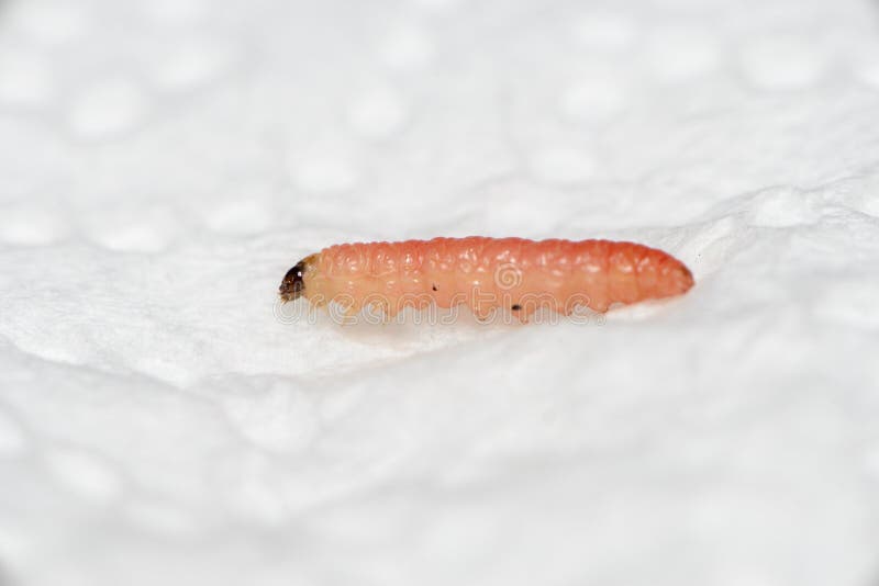 Plum Fruit Moth Larva - (Grapholita Funebrana Stock Image - Image of ...