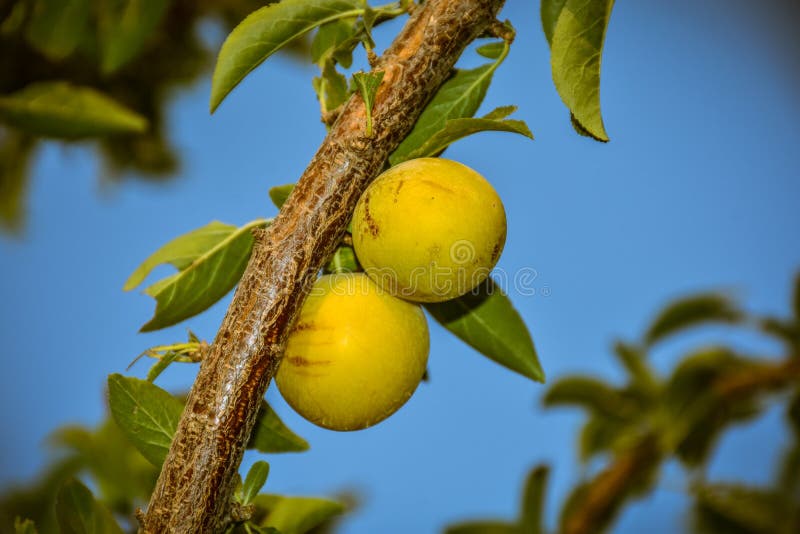 Yellow Mirabelle plum on the tree