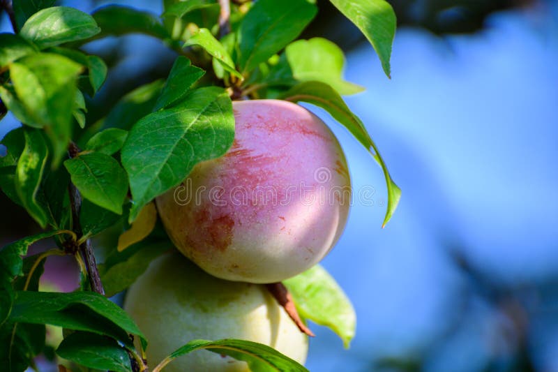 Plum Fruits Ripening on Tree in Orchard Stock Photo Image of plant