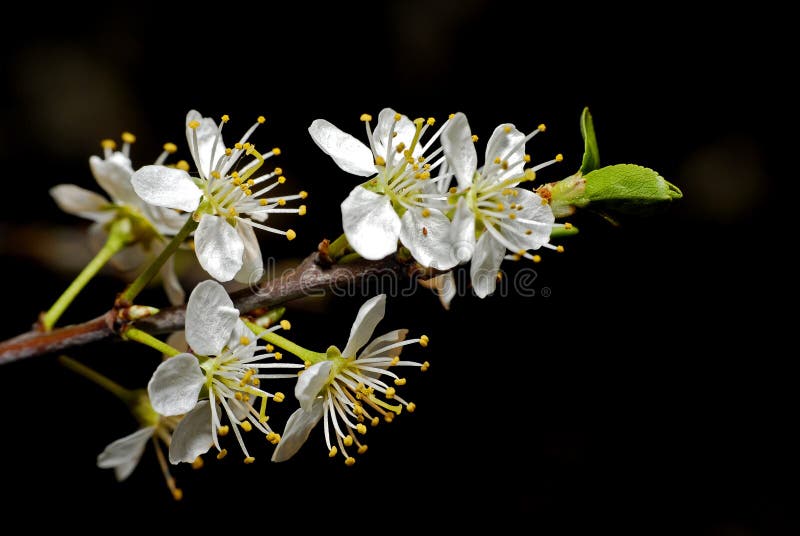 Plum Going Mouldy Stock Photos Free & RoyaltyFree Stock Photos from