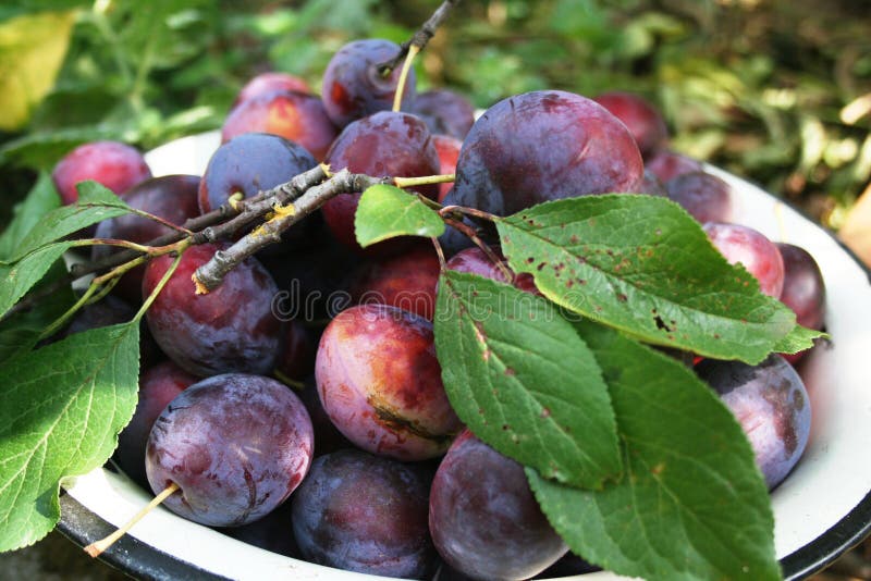 Plum harvest stock photo. Image of nice, juice, green 13672038