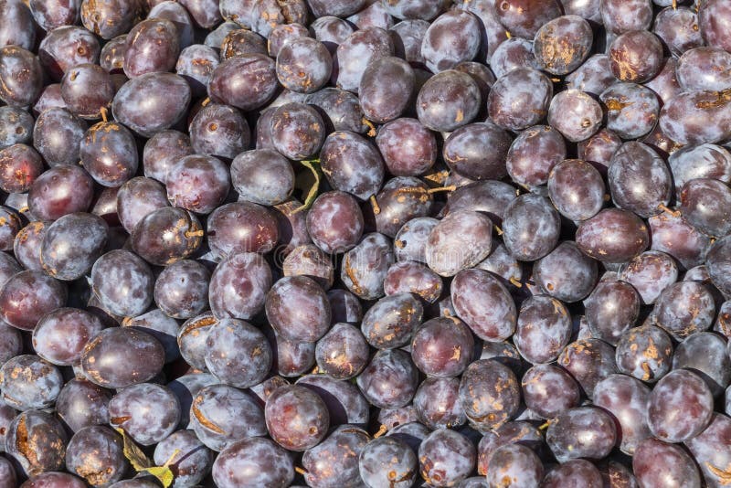 Plum Harvest in the Late Summer Stock Image Image of healthy, tasty