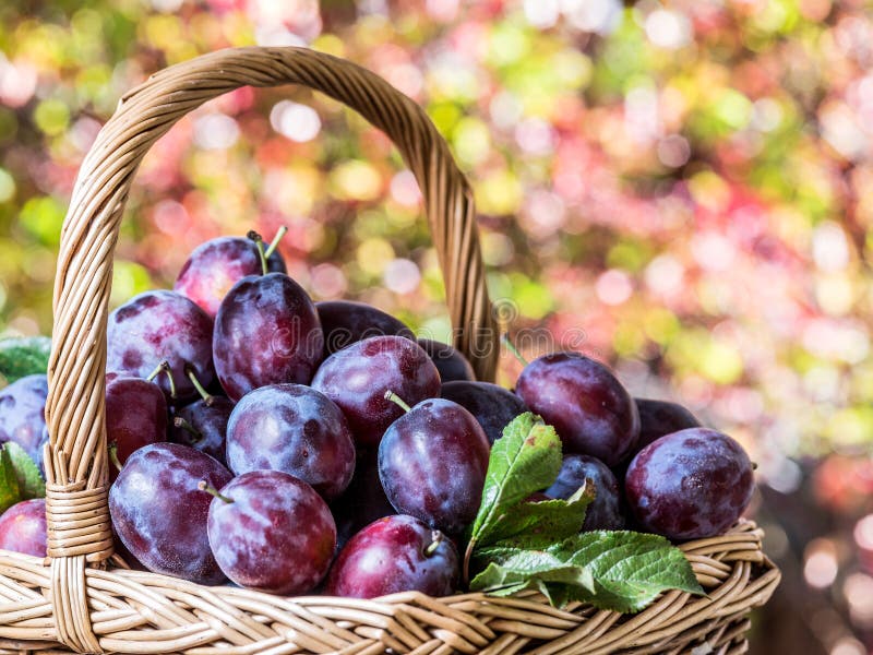 Plum Harvest. Plums in the Basket on the Green Grass Stock Photo