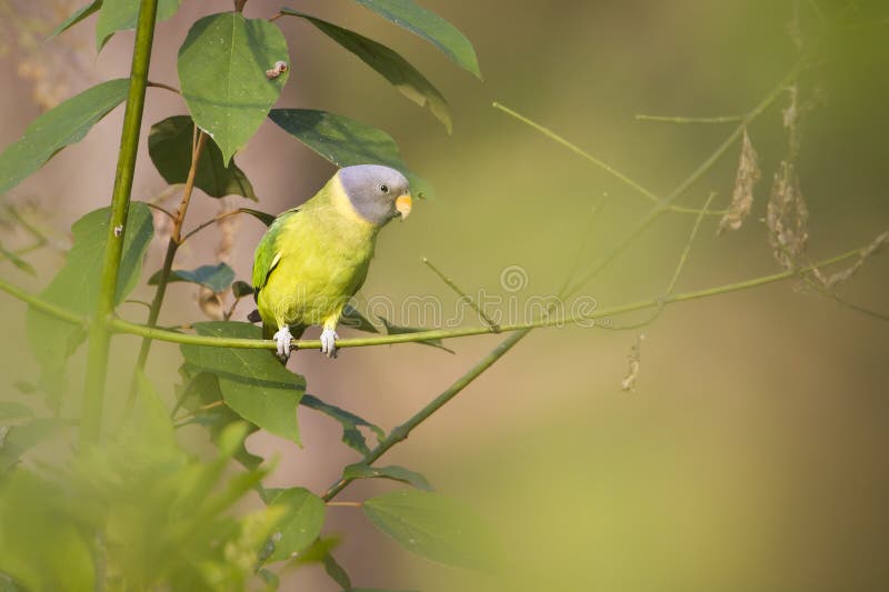 Plum-headed parakeet female in Nepal stock photography Plum-headed parakeet female in Nepal stock photography