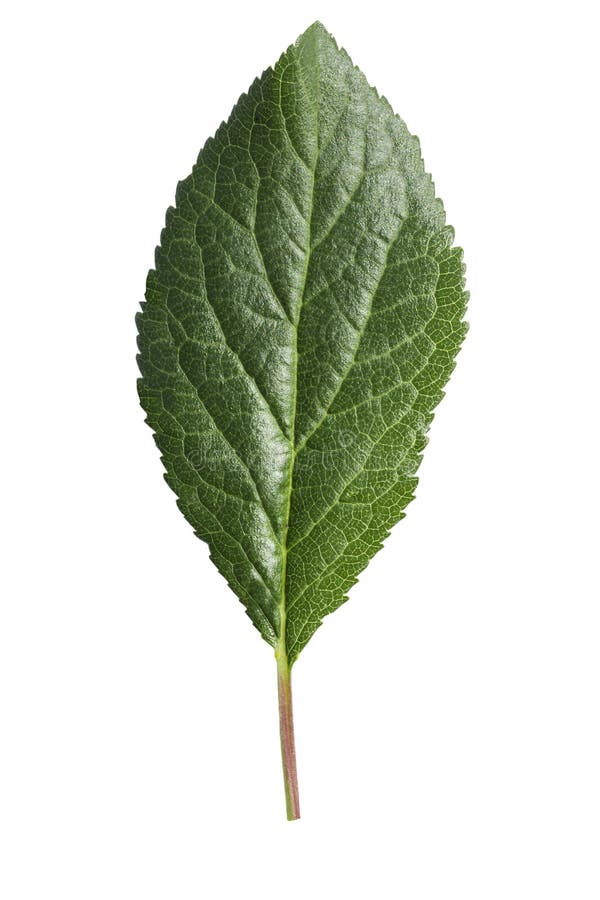 Plum leaf isolated