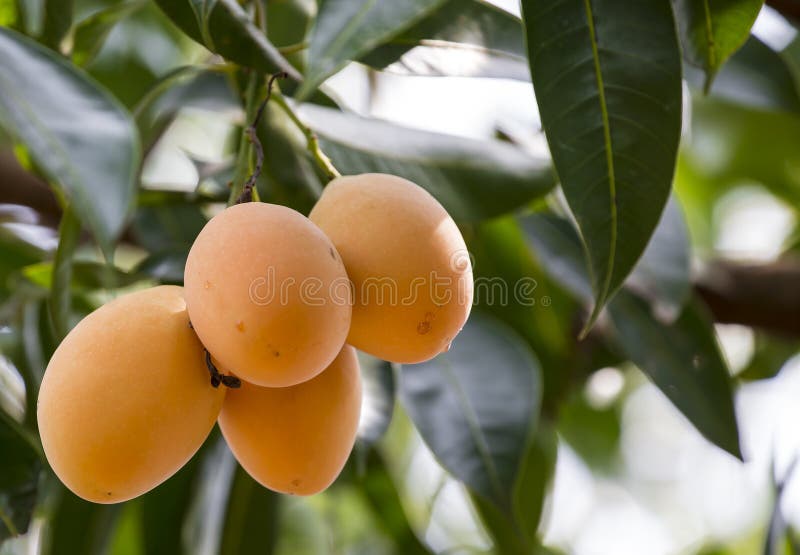 Plum Mango(Bouea Macrophylla Griffith) Stock Photo Image of drink