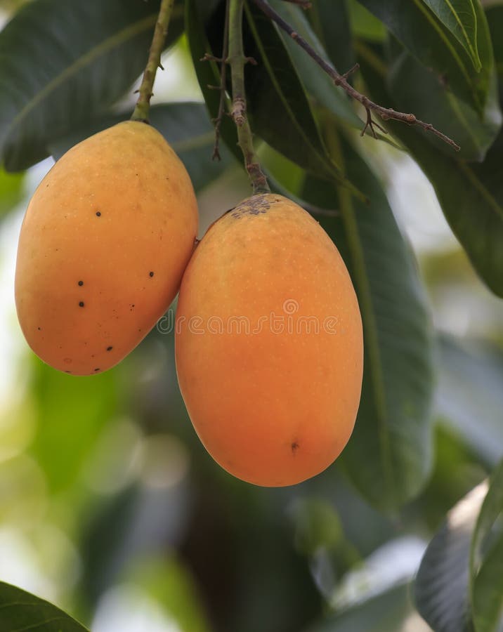 Plum Mango(Bouea Macrophylla Griffith) Stock Photo Image of