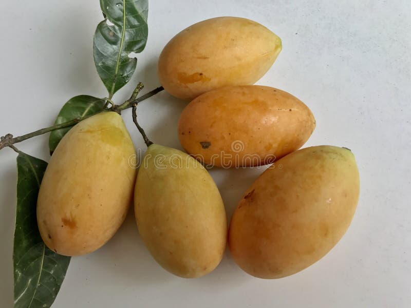 Plum mangoes stock photo. Image of summer, beta, tropical 97565764