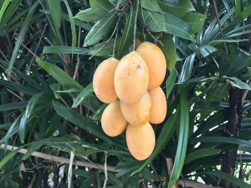 Plum mangoes stock image. Image of mango, fiber, food 97633375