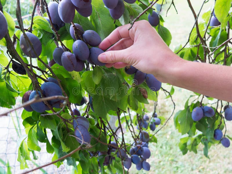 Plum Picking Season. Female Hand Picking Plum in the Field Stock Image