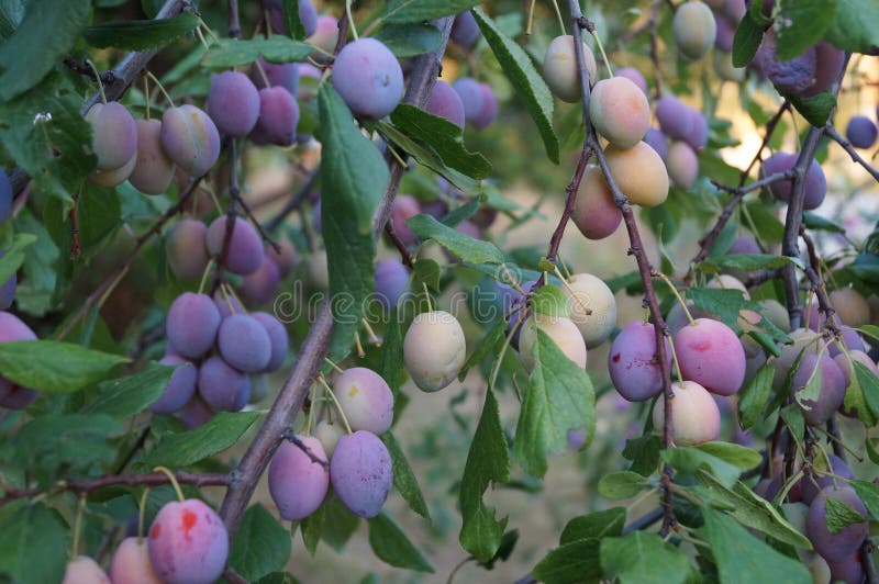 Plum ripens stock photo. Image of harvest, nature, gardening 80200594