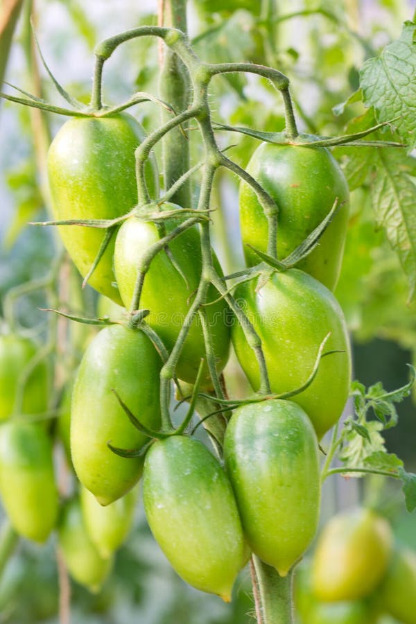 Plum Tomatoes Growing Isolated . Garden Summer Background. Stock Image