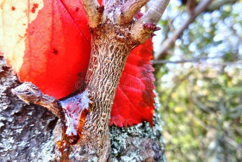 Plum Tree Bleeding Sap Red Autumn Leaf Stock Image - Image of leaf, moss: 201098253
