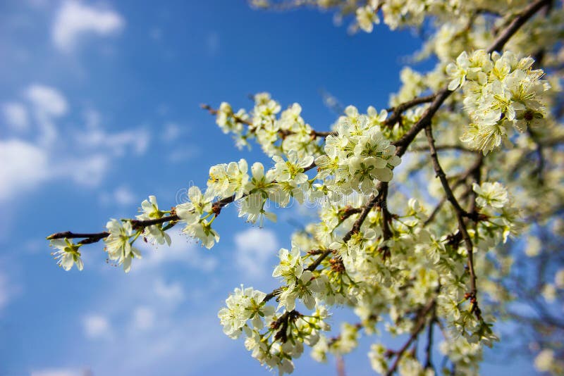 Plum tree branch filled with white flowers and beautiful blue sky background stock photos Plum tree branch filled with white flowers and beautiful blue sky background stock photos