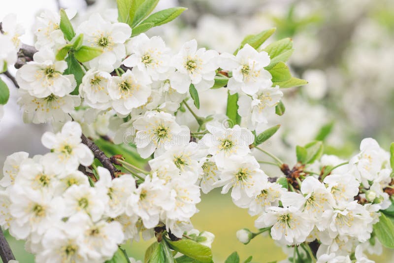 Plum Tree Branch with White Flowers in a Spring Garden Stock Photo ...