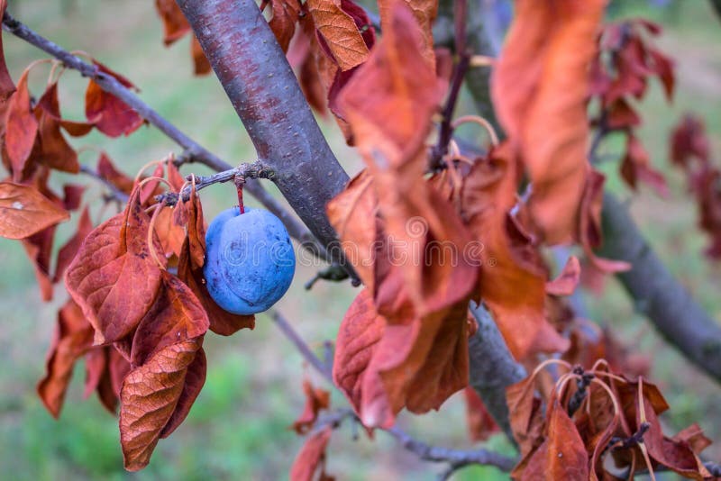 Plum Tree with the Dry Red Leaves and a Blue Fruit Stock Image Image of berry, nature 68283099