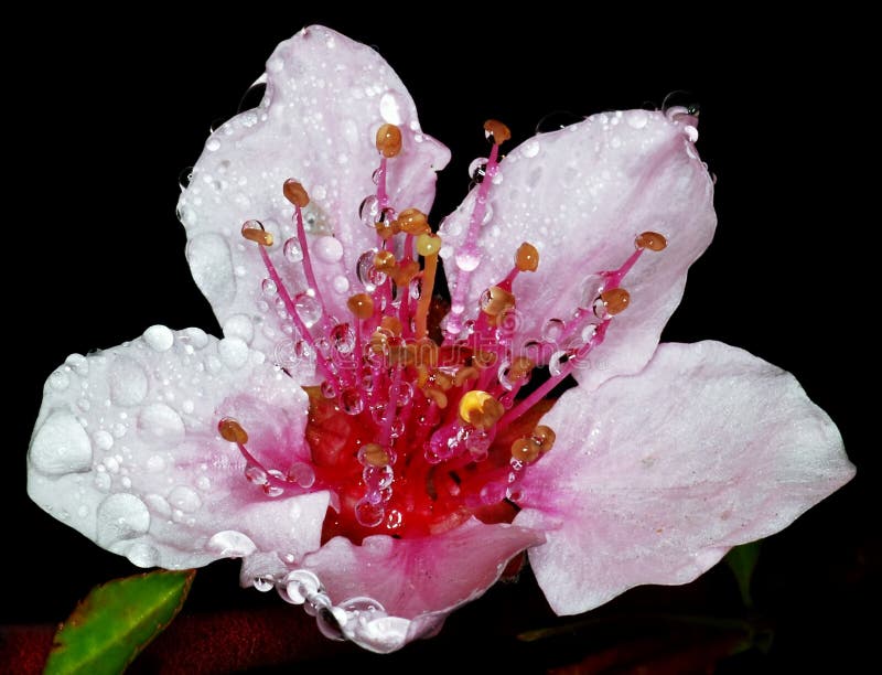 Plum tree flower