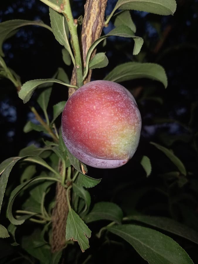 Plum Tree with Fruit in Pakistan Stock Photo Image of citrus, berry
