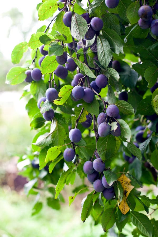 Plum tree in overgrown garden. small GRIP. vertical shot. Fruit scene stock images, royalty-free photos and pictures
