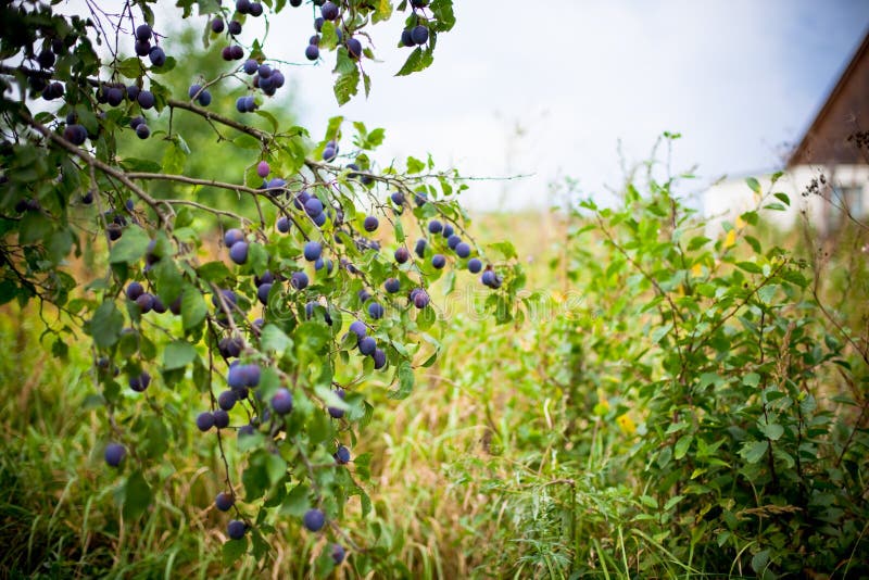 Plum tree in overgrown garden stock photo