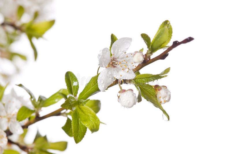 Plum tree on spring time