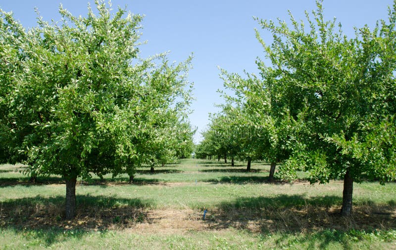 Plum trees stock image. Image of aquitaine, trees, evergreen 62395241