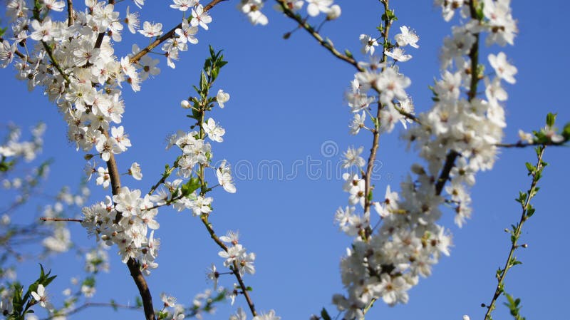 Plum înflorit royalty free stock photography
