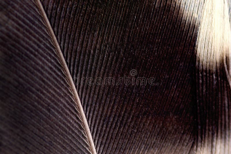  Pluma fotografía de archivo libre de regalías