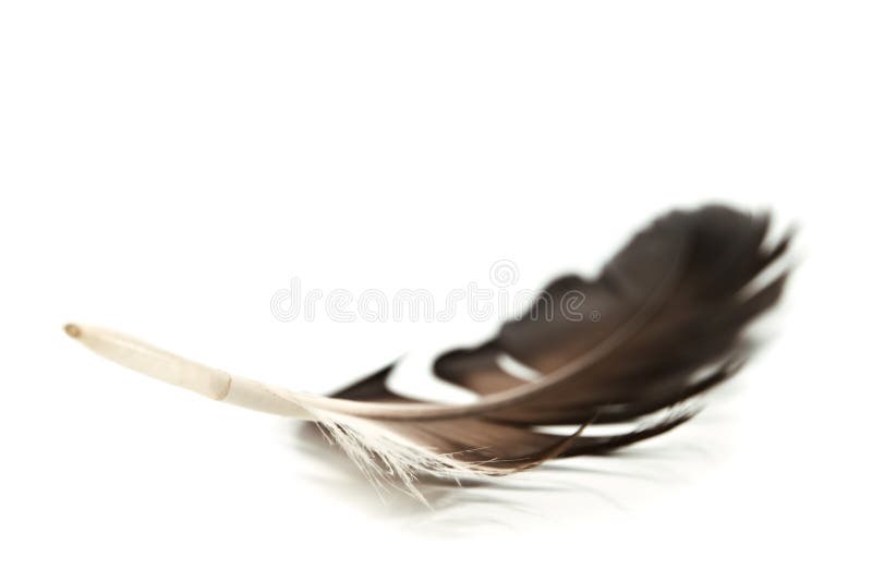 Pluma foto de archivo Pluma foto de archivo