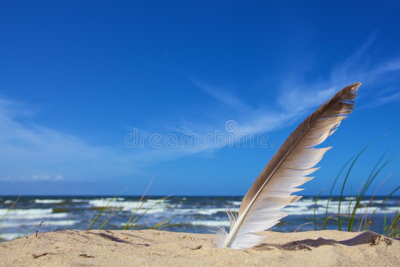 Pluma blanca en fondo del azul de cielo imagen de archivo Pluma blanca en fondo del azul de cielo imagen de archivo