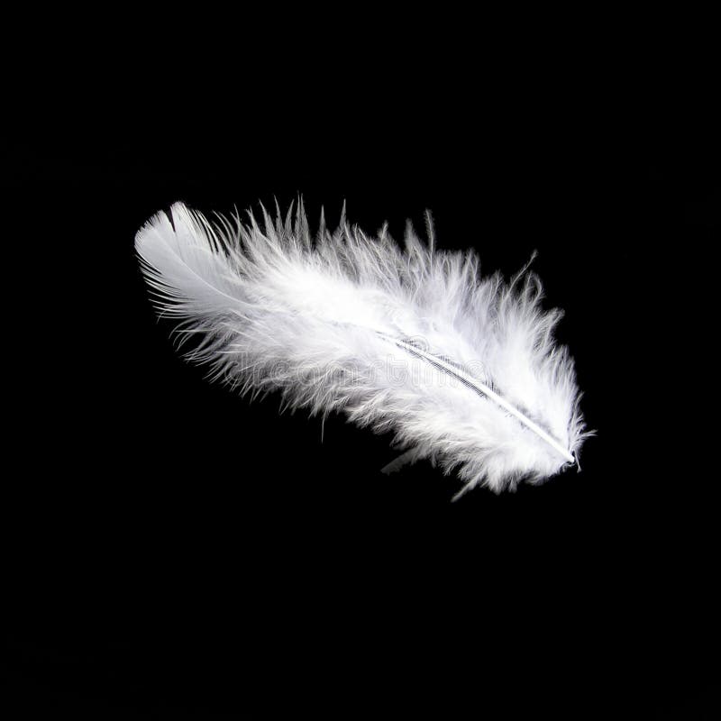 Pluma blanca en negro imagen de archivo libre de regalías Pluma blanca en negro imagen de archivo libre de regalías
