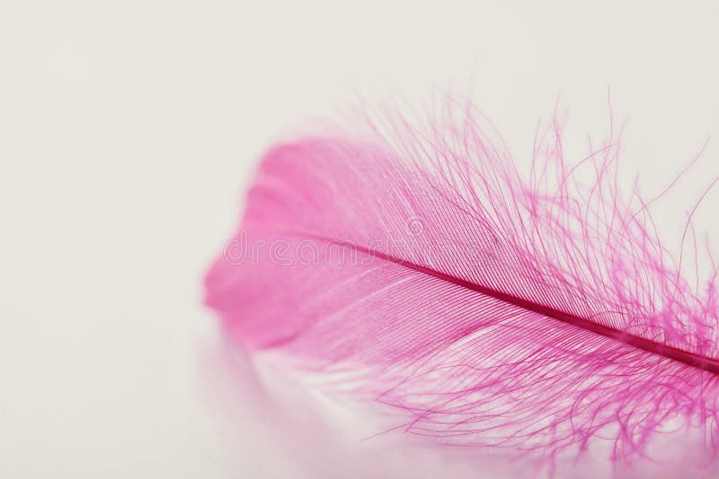 Pluma blanda en el fondo ligero para su diseño, color rosado foto de archivo libre de regalías Pluma blanda en el fondo ligero para su diseño, color rosado foto de archivo libre de regalías
