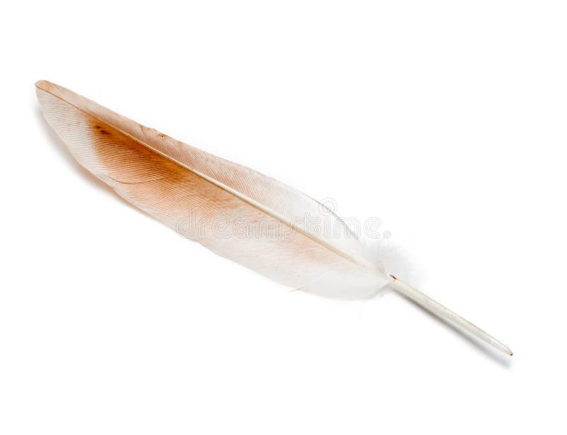 Pluma de pájaro fotografía de archivo Pluma de pájaro fotografía de archivo