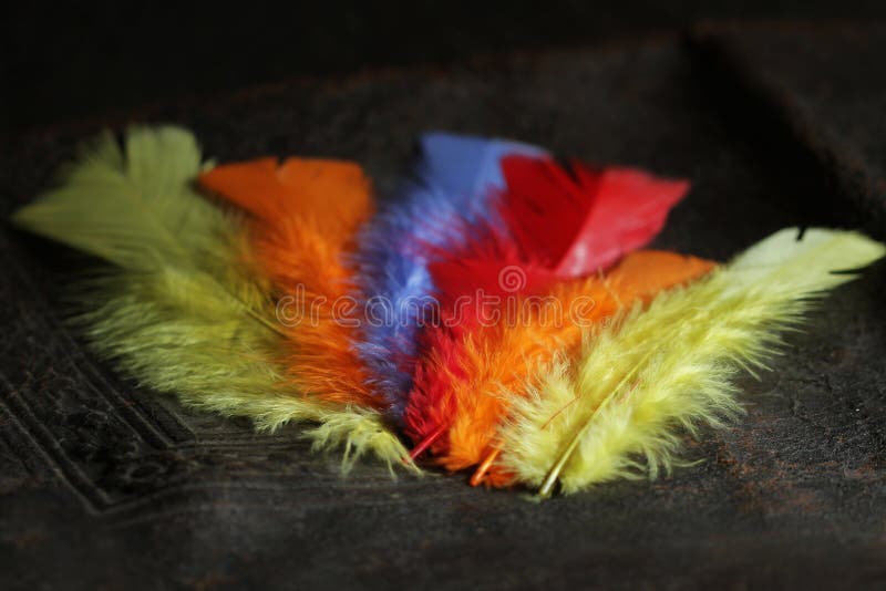 Pluma de pájaro baja colorida
