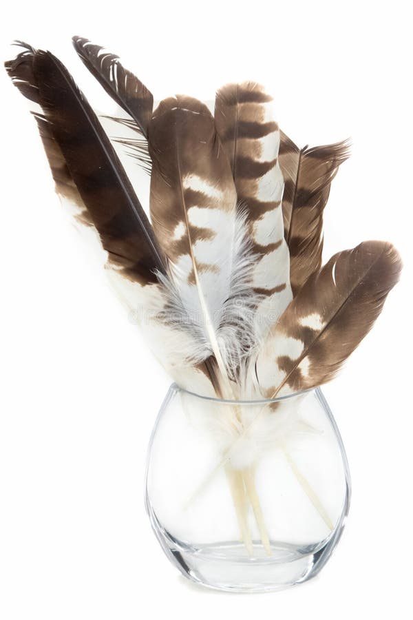 Pluma del halcón en el tarro de cristal aislado imagen de archivo libre de regalías Pluma del halcón en el tarro de cristal aislado imagen de archivo libre de regalías