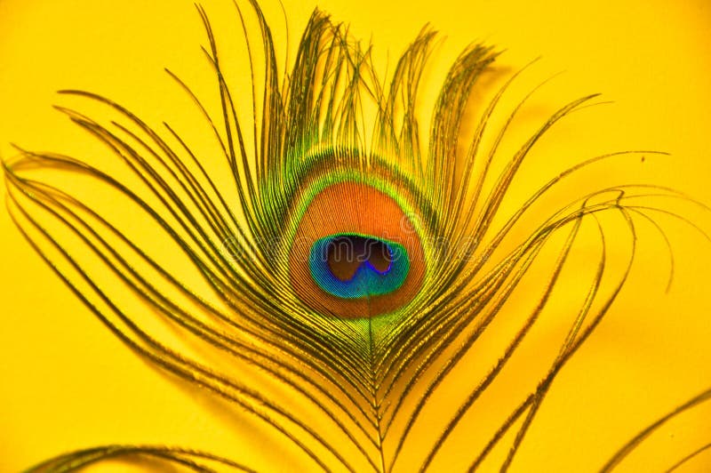 Pluma del pavo real foto de archivo libre de regalías Pluma del pavo real foto de archivo libre de regalías