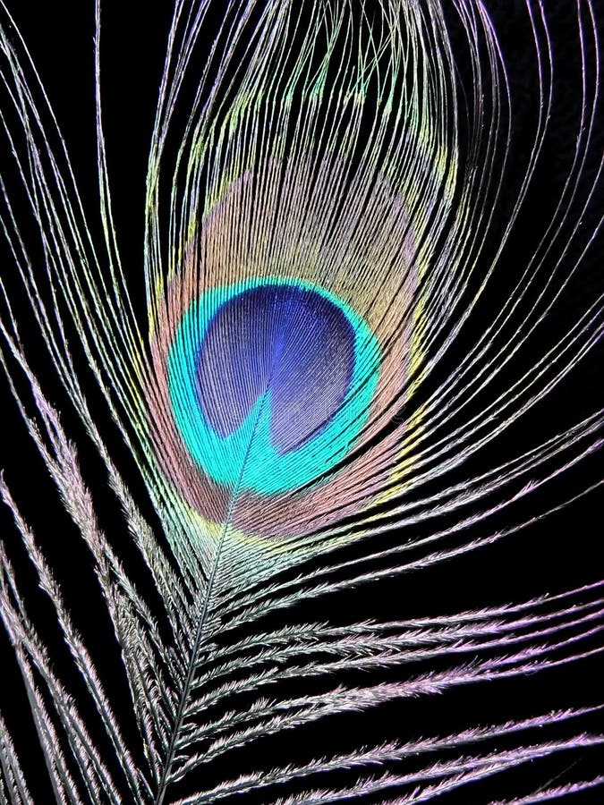 Pluma del pavo real imagen de archivo libre de regalías Pluma del pavo real imagen de archivo libre de regalías