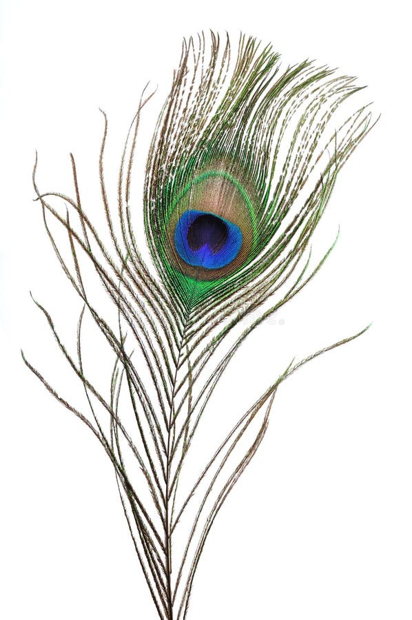 Pluma del pavo real fotografía de archivo libre de regalías Pluma del pavo real fotografía de archivo libre de regalías