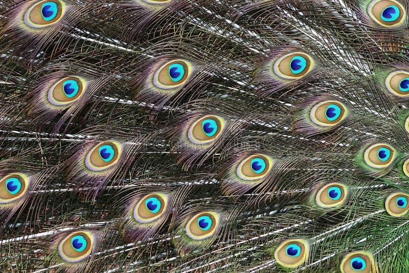 Pluma del pavo real fotografía de archivo
