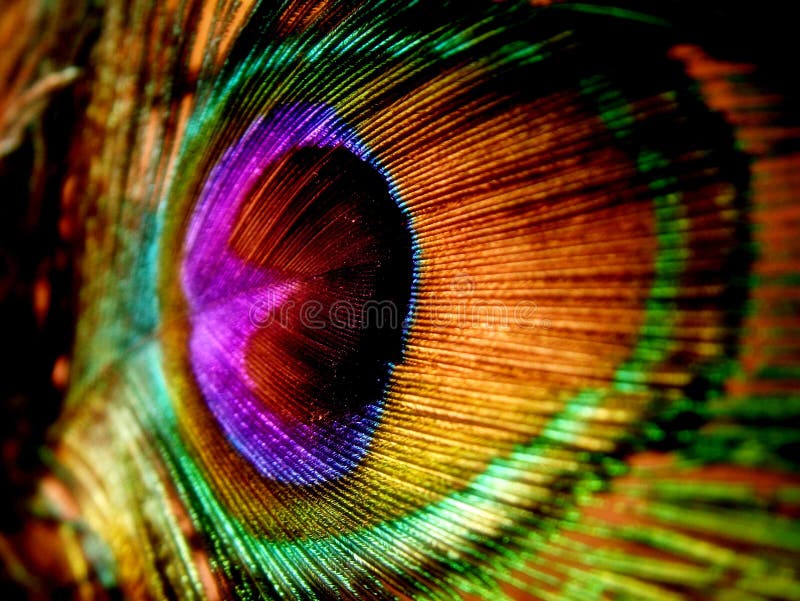 Pluma del pavo real foto de archivo libre de regalías