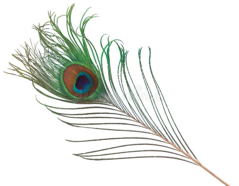 Pluma del pavo real fotos de archivo