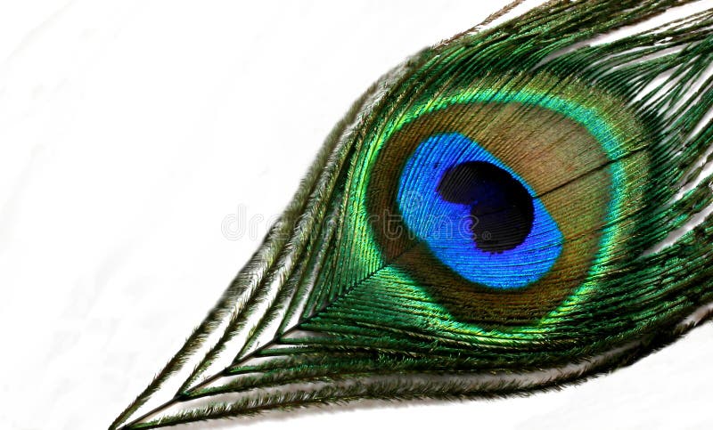 Pluma del pavo real imagen de archivo