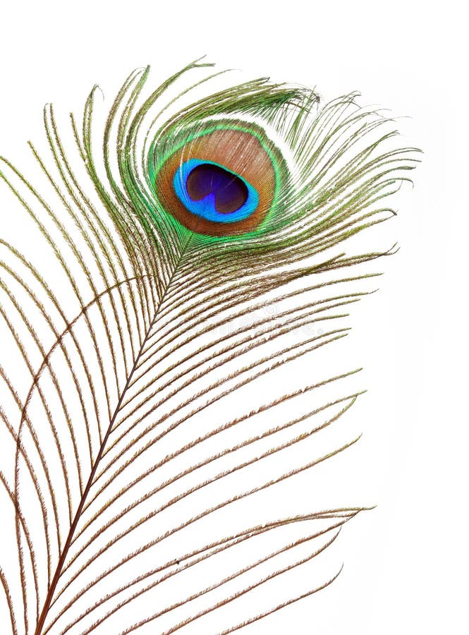 Pluma del pavo real imagen de archivo libre de regalías