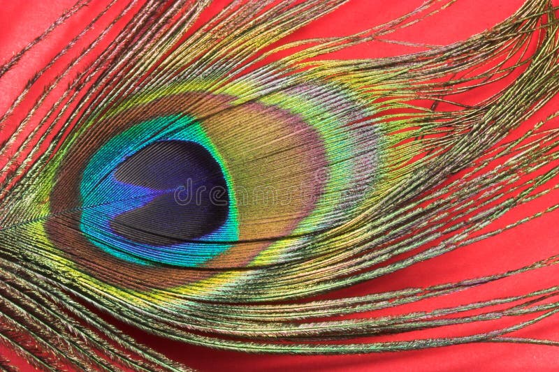 Pluma del pavo real foto de archivo libre de regalías