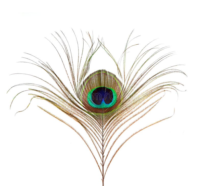 Pluma del pavo real aislada fotografía de archivo Pluma del pavo real aislada fotografía de archivo