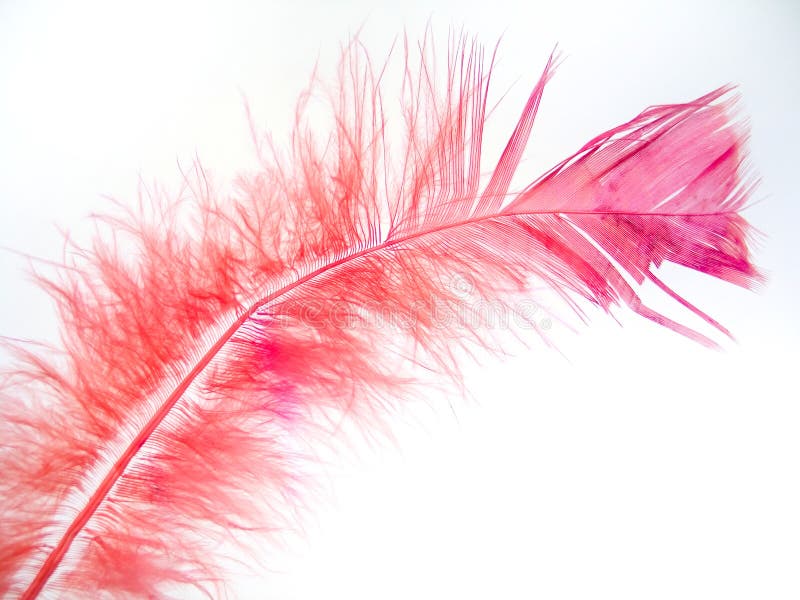 Pluma rosada 2 fotografía de archivo libre de regalías