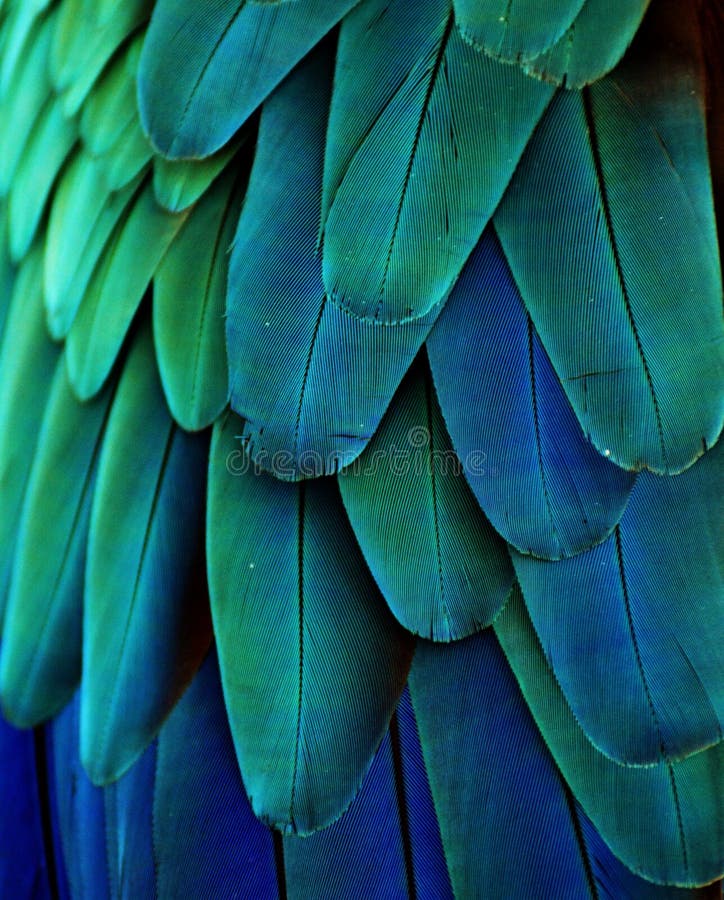 Plumas azules/del verde del Macaw foto de archivo libre de regalías Plumas azules/del verde del Macaw foto de archivo libre de regalías