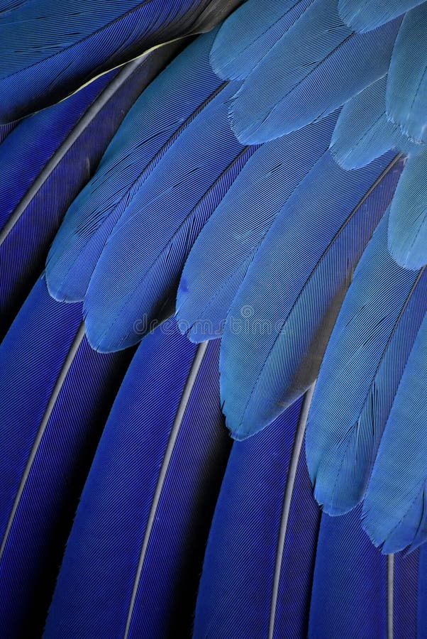 Plumas fotos de stock, imágenes de Plumas sin royalties